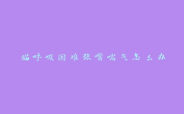 猫呼吸困难张嘴喘气怎么办