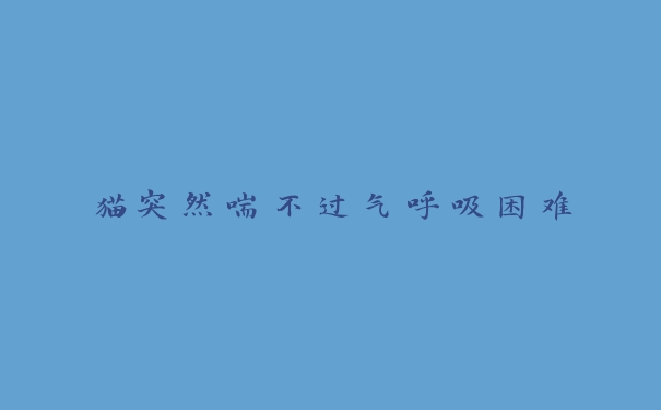 猫突然喘不过气呼吸困难 猫突然喘不过气呼吸困难