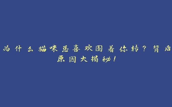 为什么猫咪总喜欢围着你转?背后原因大揭秘! 为什么猫咪总喜欢围着你转?背后原因大揭秘!