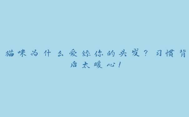 猫咪为什么爱舔你的头发？习惯背后太暖心！