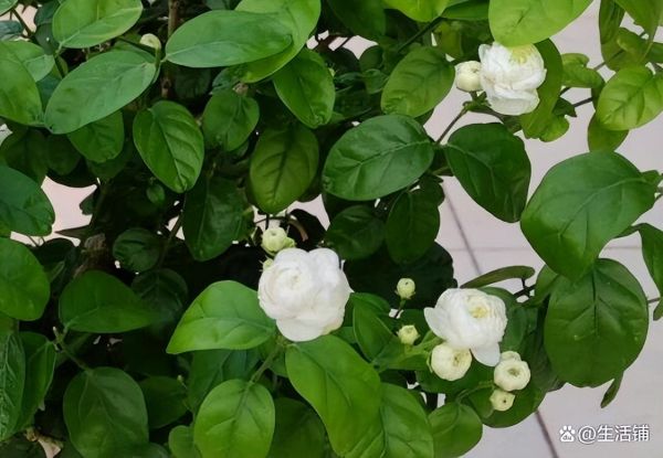 茉莉花什么时候修剪好，春季修剪很关键