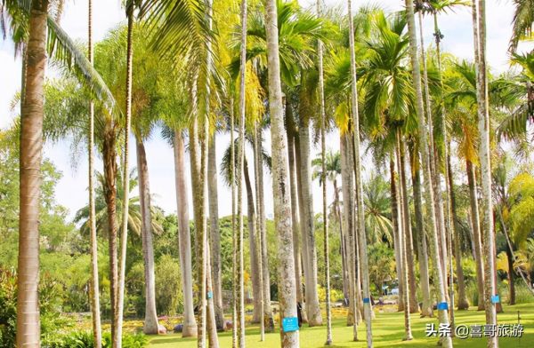 西双版纳十大旅游景点有哪些?自驾游玩如何安排行程路线? 西双版纳十大旅游景点有哪些?自驾游玩如何安排行程路线?