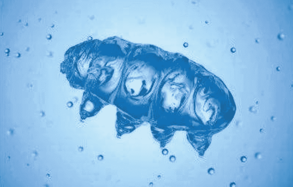 地球最强生物第一名，它走出地球也能活