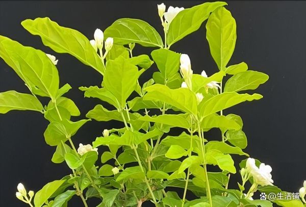 茉莉花什么时候修剪好，春季修剪很关键