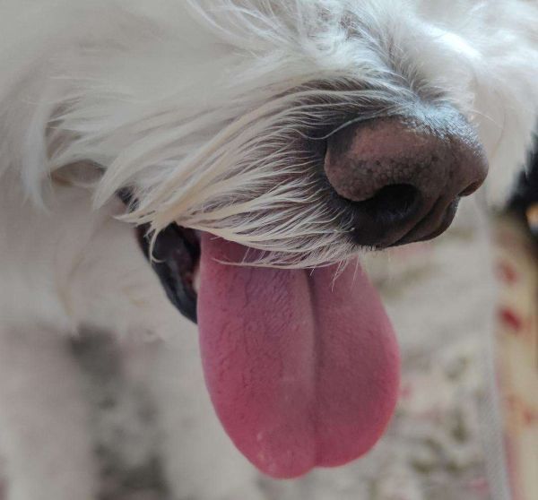 中华田园犬怎么看品相，挑选一个极品的看这5点就够了