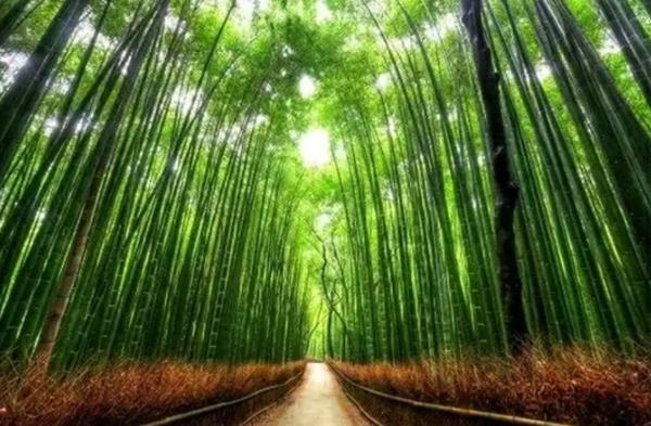 日本必去十大景点排名(日本十大绝色景点推荐）