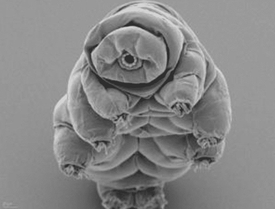 地球最强生物第一名，它走出地球也能活