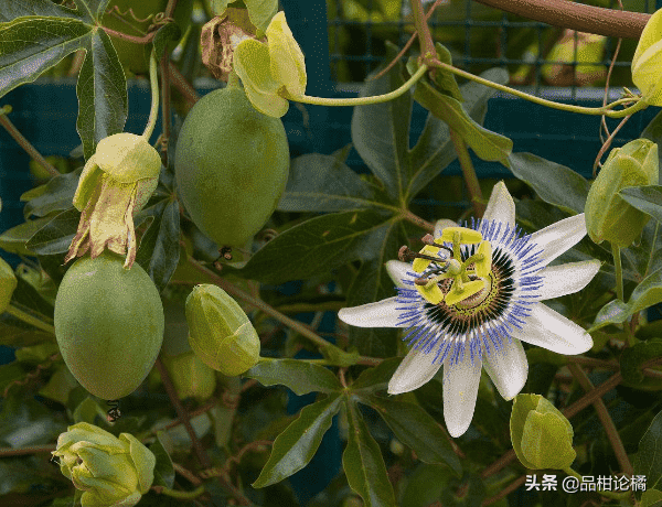 百香果种植什么时候开花？成熟季节是几月？