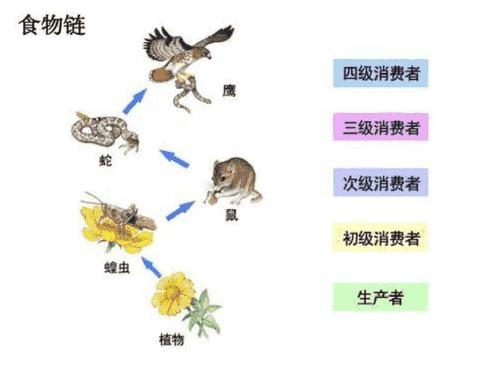 地球最强生物第一名，它走出地球也能活