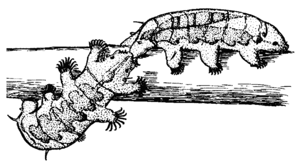 地球最强生物第一名，它走出地球也能活