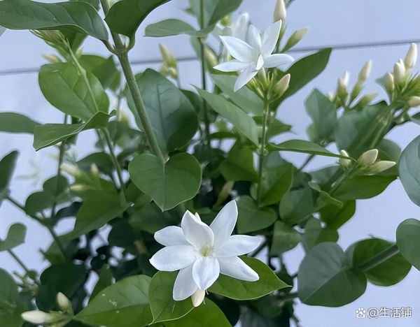 茉莉花什么时候修剪好，春季修剪很关键