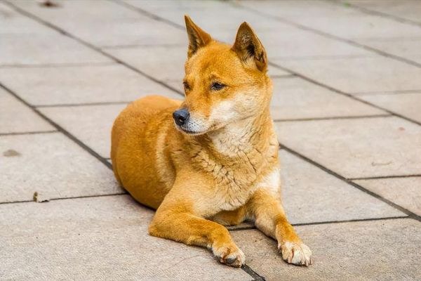 中华田园犬怎么看品相，挑选一个极品的看这5点就够了