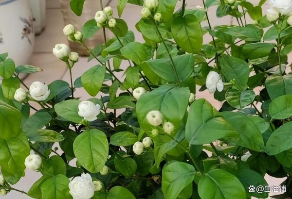 茉莉花什么时候修剪好，春季修剪很关键