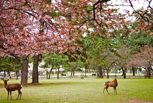 日本必去十大景点排名(日本十大绝色景点推荐）