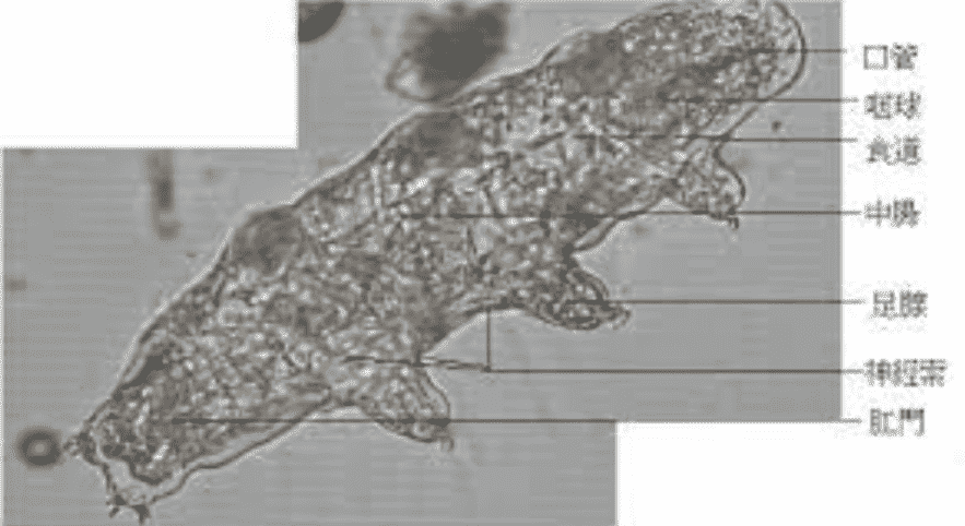 地球最强生物第一名，它走出地球也能活