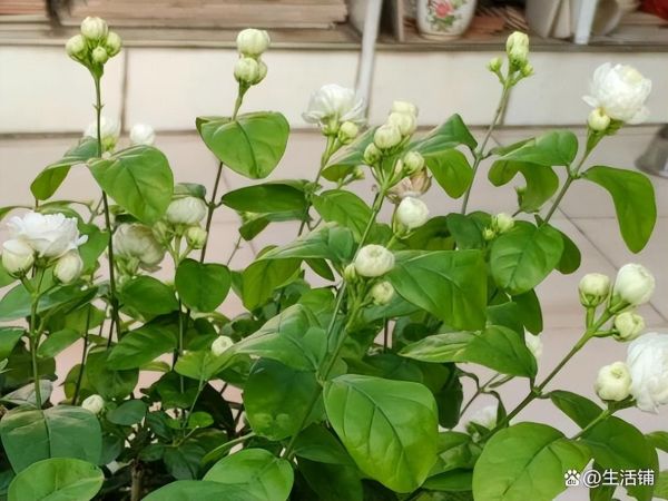 茉莉花什么时候修剪好，春季修剪很关键