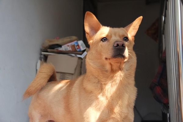 中华田园犬怎么看品相，挑选一个极品的看这5点就够了